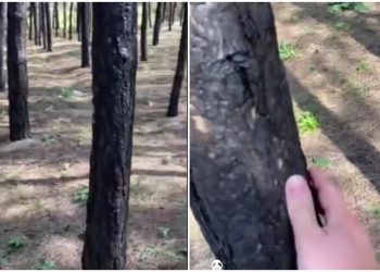 დამწვარი ხეები ატენის ხეობაში – რა საგანგაშო ვიდეო ვრცელდება სოციალურ ქსელში