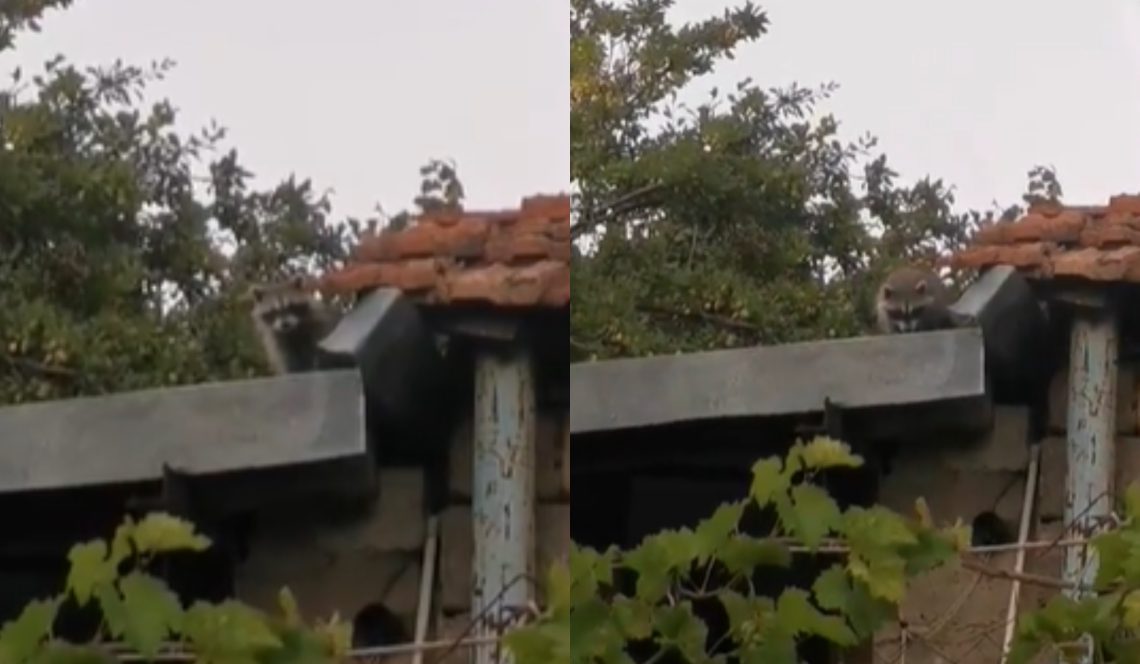 🎥 „საყვარელი და ლამაზი ოჯახი, დედ-მამა და 2 შვილი” – გარდაბანში სხვენის სახურავზე ენოტები ცხოვრობენ