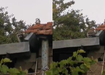 🎥 „საყვარელი და ლამაზი ოჯახი, დედ-მამა და 2 შვილი” – გარდაბანში სხვენის სახურავზე ენოტები ცხოვრობენ