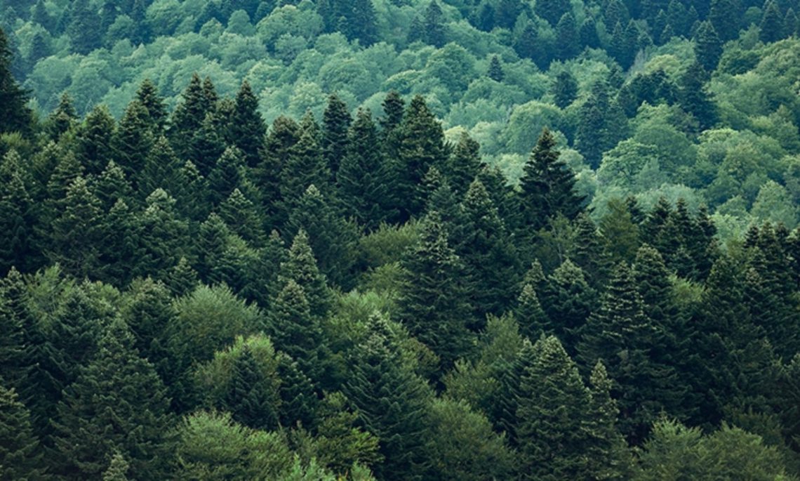 აგვისტო ხანძარსაშიში პერიოდია– სატყეო სააგენტო მოსახლეობას აფრთხილებს