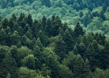 აგვისტო ხანძარსაშიში პერიოდია– სატყეო სააგენტო მოსახლეობას აფრთხილებს