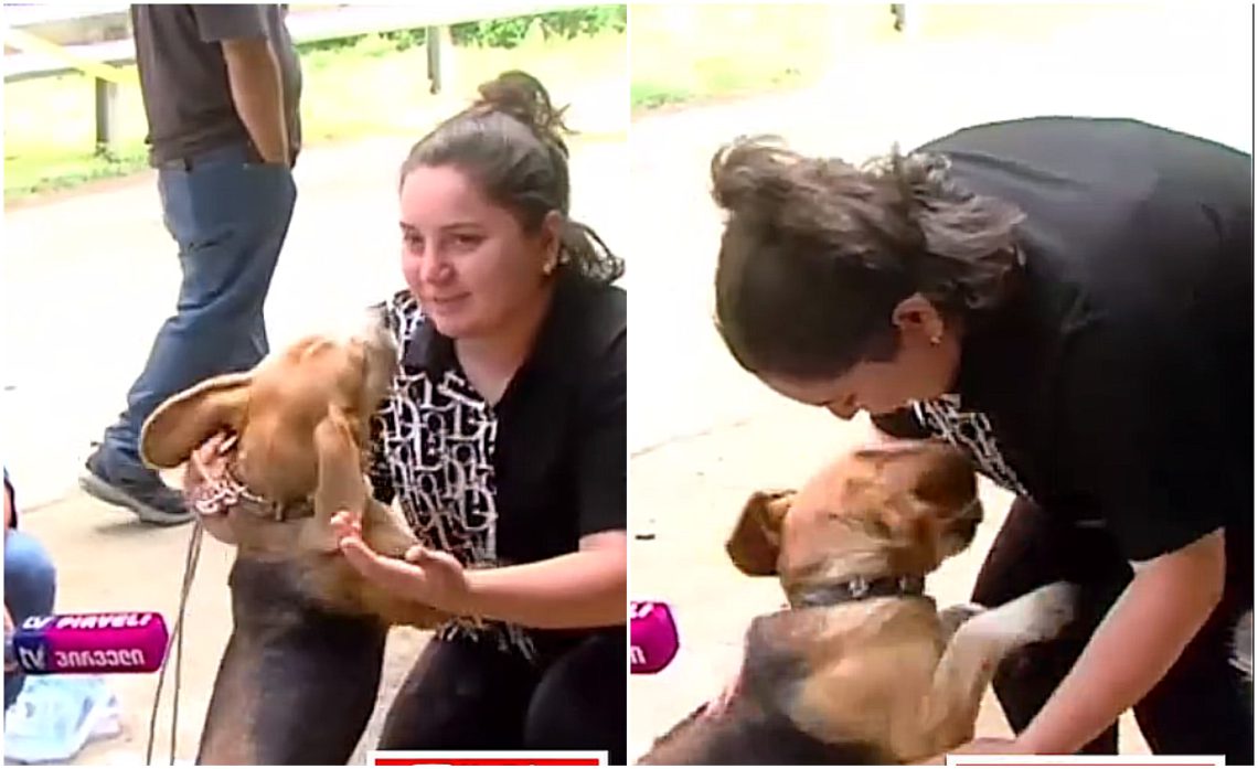 VIDEO: მარიტა გუტაშვილმა სტიქიის დროს დაკარგული ძაღლი იპოვა – ძალიან ემოციური კადრები შოვიდან, რომელიც ყველასთვის იმედის მომცემია