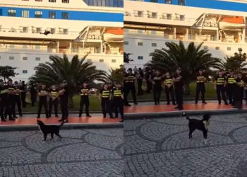 VIDEO: “ცუგა ვერ შეწვდა დრონსაო…” – სახალისო ვიდეო ბათუმის პორტიდან, სადაც რამდენიმე საათით ადრე დაძაბული ვითარება იყო