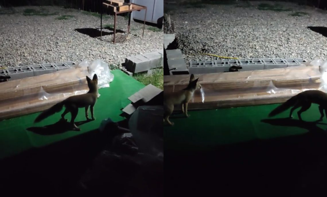 VIDEO: „ესეთი მელაკუდები მოგვეჩვივნენ. ნესვი მოგვპარეს და წააცუნცულეს ტყეში“ –  რა ვიდეო ვრცელდება სოციალურ ქსელში