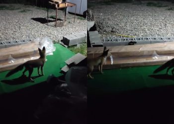 VIDEO: „ესეთი მელაკუდები მოგვეჩვივნენ. ნესვი მოგვპარეს და წააცუნცულეს ტყეში“ –  რა ვიდეო ვრცელდება სოციალურ ქსელში