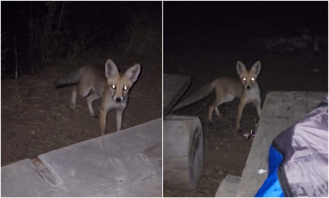 🎥 “ესეც მელა მთაწმინდასთან” – რა ვიდეო ვრცელდება სოციალურ ქსელში