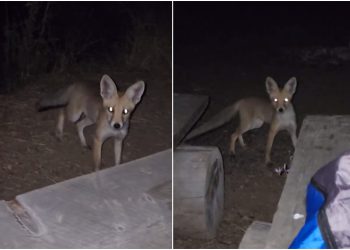 🎥 “ესეც მელა მთაწმინდასთან” – რა ვიდეო ვრცელდება სოციალურ ქსელში