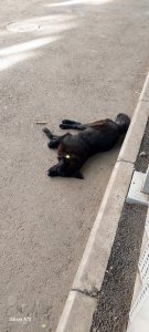 „რა დაგიშავა შე არაკაცო, თავისთვის იწვნენ და ეძინათ“ - რას წერს სოციალური ქსელის მომხმარებელი?