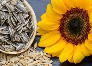 როდის ხდება მზესუმზირა მავნებელი? – თუ მისი ჭამა გიყვართ, ეს უნდა გაითვალისწინოთ