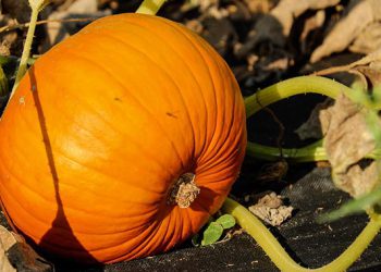 რომელი დაავადებების დროს უნდა მივირთვათ გოგრა