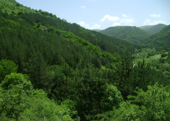 “ნუ დაწვავთ ნარჩენებს, მცენარეებს ან სხვა მასალებს ტყეში” – საგანგებო სიტუაციების მართვის სამსახური საზოგადოებას სიფრთხილისნკენ მოუწოდებს