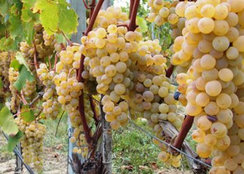 ყურძნის სამკურნალო თვისებები