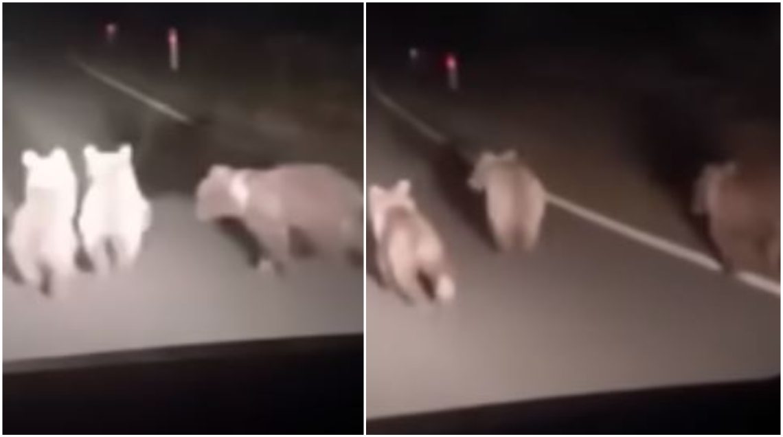 VIDEO: “სავარაუდოდ, დედა მოუკლეს” – რა კადრები ვრცელდება რაჭიდან