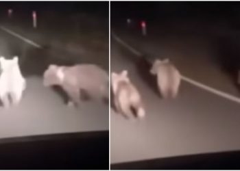 VIDEO: “სავარაუდოდ, დედა მოუკლეს” – რა კადრები ვრცელდება რაჭიდან