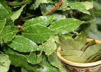 დაფნის ფოთლის უნიკალური სამკურნალო თვისებები – ენდოკრინოლოგი მისი გამოყენების წესებს გვიზიარებს