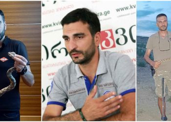 ქვეყნის რომელ ნაწილში გვხვდება გიურზა და როგორ მოვიქცეთ მისი დაგესვლის შემთხვევაში? – რას ამბობს სპეციალისტი