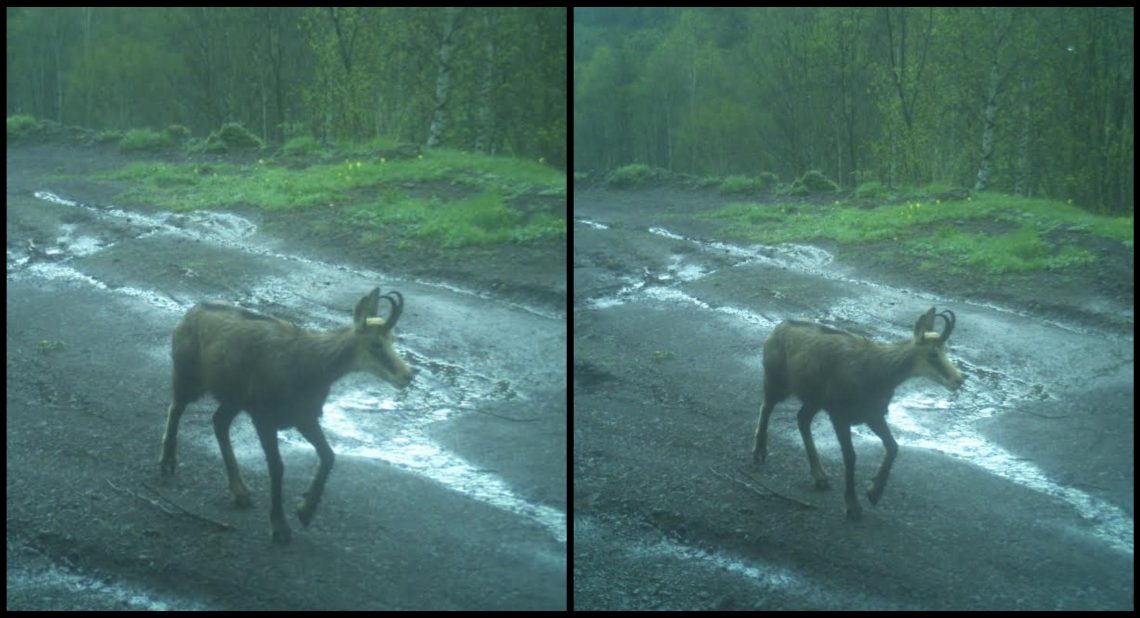პირველად, ბოლო ათწლეულების მანძილზე, ერუშეთის ეროვნულ პარკში ფოტოხაფანგმა არჩვი დააფიქსირა