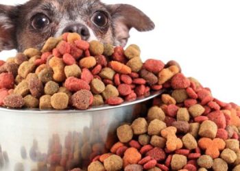 სარფის საბაჟოზე 24 100 კილოგრამი ცხოველთა საკვების შემოტანას უკანონოდ ცდილობდნენ