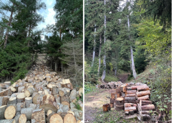 VIDEO: “იჩეხება საქართველო” – რა უმძიმესი ფოტოები ვრცელდება ბორჯომის ნაკრძალიდან