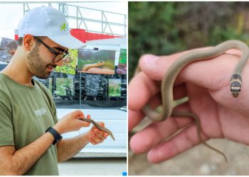 როგორ უნდა ამოვიცნოთ შხამიანი გველი და რა უნდა გავაკეთოთ თუ ქვეწარმავალმა გვიკბინა – რჩევები სპეციალისტისგან