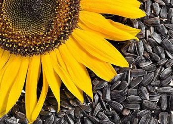 რა შემთხვევაშია მზესუმზირა საშიში ორგანიზმისთვის?