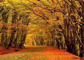 რუსეთის მოქალაქეების მიერ საქართველოში შემოდგომის ტურებზე მოთხოვნა 10,3%-ით გაიზარდა