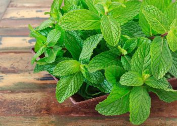 6 მიზეზი, თუ რატომ უნდა დალიოთ პიტნის ჩაი