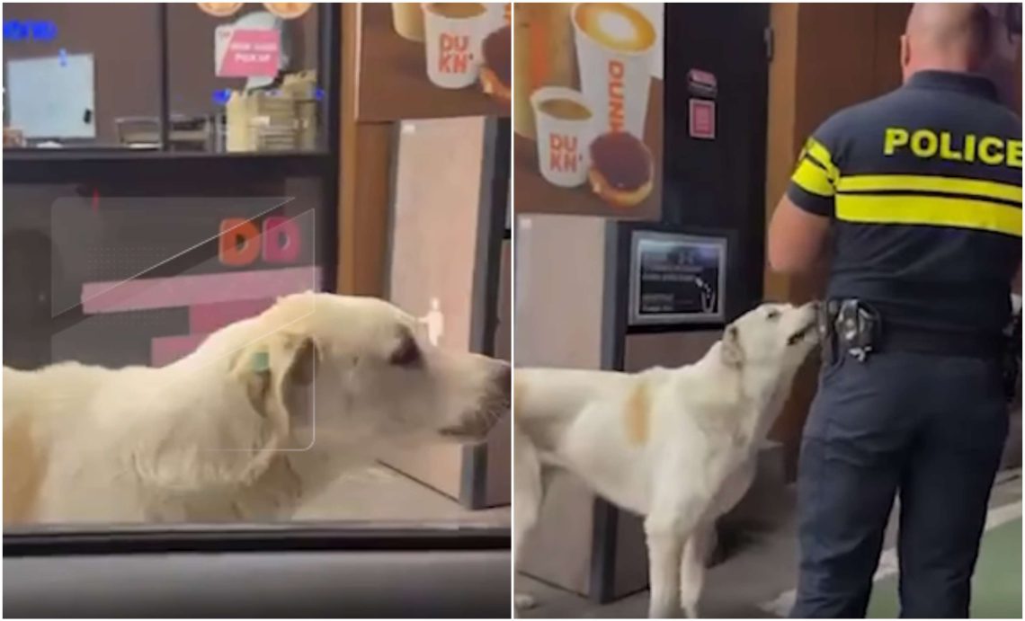 🎥 “პოლიციის თანამშრომლისა და ოთხფეხა მეგობრის ურთიერთობა” – რა კადრები ვრცელება სოციალურ ქსელში