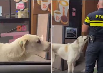 🎥 “პოლიციის თანამშრომლისა და ოთხფეხა მეგობრის ურთიერთობა” – რა კადრები ვრცელება სოციალურ ქსელში