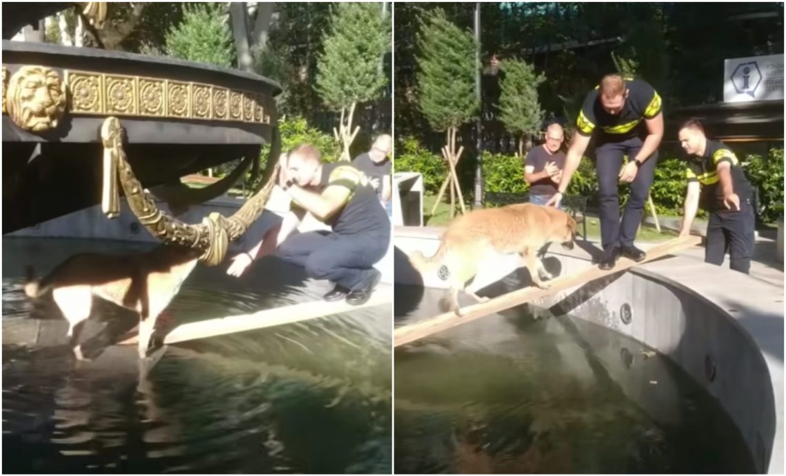 🎥 “პოლიციამ ასე გამოიყვანა ცუგო შადრევნიდან” – რა ვიდეო ვრცელდება სოციალურ ქსელში