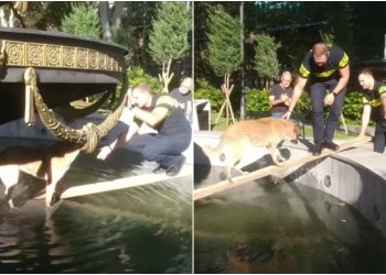 🎥 “პოლიციამ ასე გამოიყვანა ცუგო შადრევნიდან” – რა ვიდეო ვრცელდება სოციალურ ქსელში