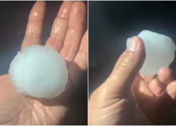 🎥 „შეხედეთ, ეს არის ერთი ცალი სეტყვის მარცვალი“ – რა ვიდეო ვრცელდება სოციალურ ქსელში