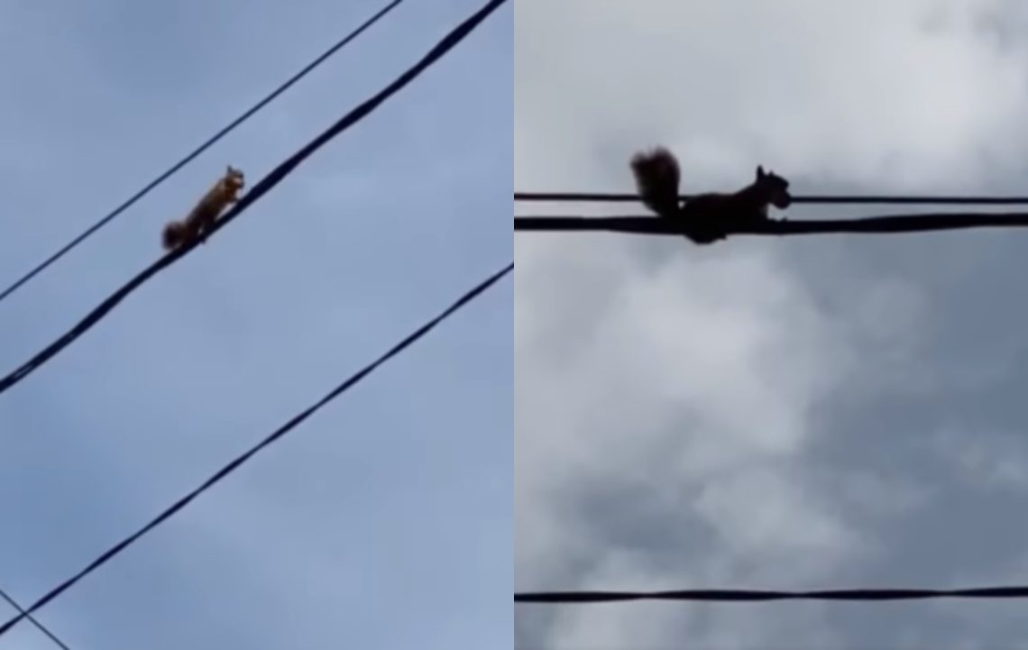 🎥 “წყნეთში ხე აღარ დარჩა და ამასობაში ციყვები” – რა ვიდეო ვრცელდება სოციალურ ქსელში