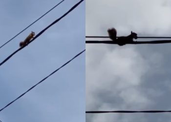 🎥 “წყნეთში ხე აღარ დარჩა და ამასობაში ციყვები” – რა ვიდეო ვრცელდება სოციალურ ქსელში