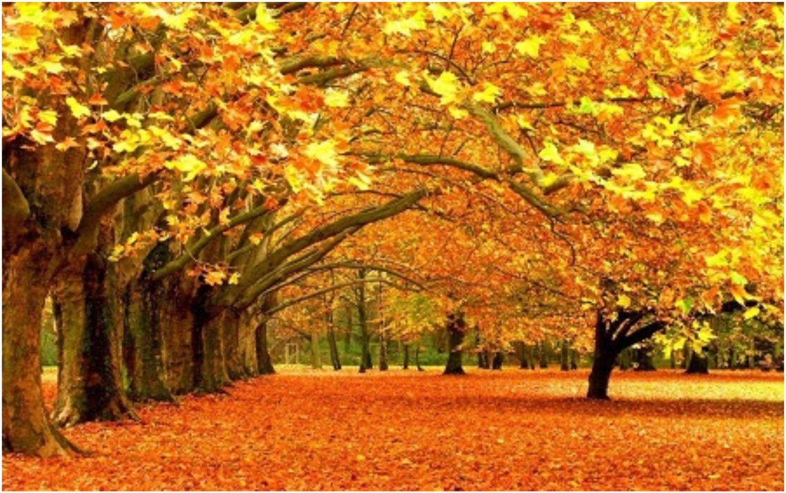 ცოტა რამ შემოდგომის ძირითადი დაავადებების შესახებ