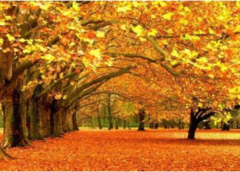 ცოტა რამ შემოდგომის ძირითადი დაავადებების შესახებ