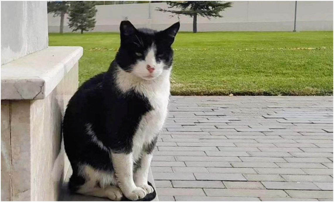 „დღეს ყველაზე ერთგულ და მოსიყვარულე ფისოს დავემშვიდობეთ“ – რა წერს მერიკის საელჩო საქართველოში