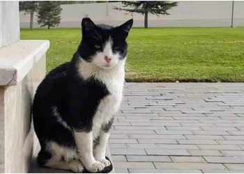 „დღეს ყველაზე ერთგულ და მოსიყვარულე ფისოს დავემშვიდობეთ“ – რა წერს მერიკის საელჩო საქართველოში