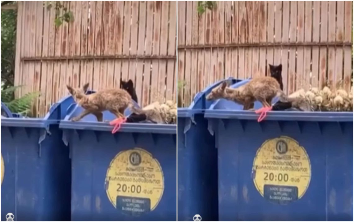 მელიები ზემო ვაკეში – რა კადრები ვრცელდება სოციალურ ქსელში