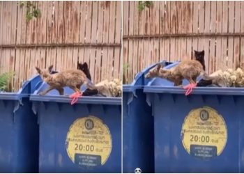 მელიები ზემო ვაკეში – რა კადრები ვრცელდება სოციალურ ქსელში