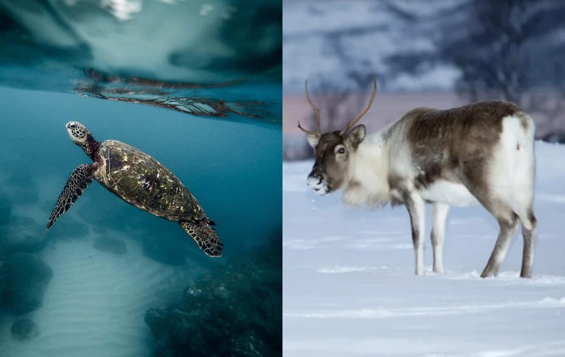 4 რადიოაქტიური ცხოველი დედამიწაზე – “ბუნება არაფერს ივიწყებს”