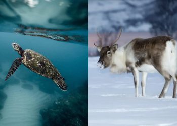 4 რადიოაქტიური ცხოველი დედამიწაზე – “ბუნება არაფერს ივიწყებს”