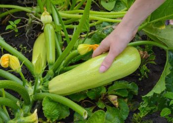 „საკმაოდ ბევრ ვიტამინს შეიცავს…“ – რა სასარგებლო თვისებები აქვს ყაბაყს?