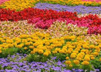 ყვავილები შეიძლება ნეგატიური ენერგიის წყაროდაც იქცეს – რა უნდა იცოდეთ მცენარეების სახლში მიტანამდე