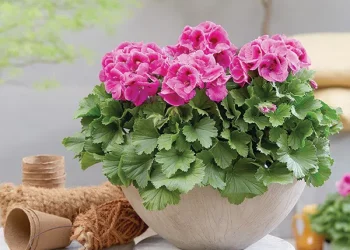 რატომ უნდა იყოს გერანი ყველა სახლში – მცენარის სამკურნალო თვისებები