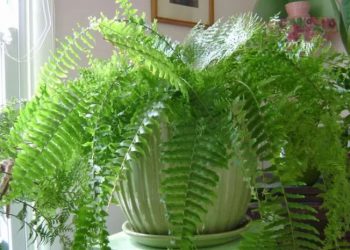 რომელი მცენარეები გვიცავს კიბოსგან