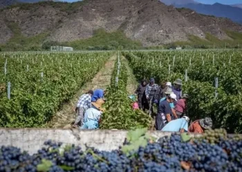 ღვინის ეროვნული სააგენტოს განცხადება