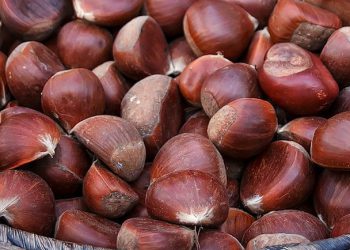 წაბლის სამკურნალო და სასარგებლო თვისებები