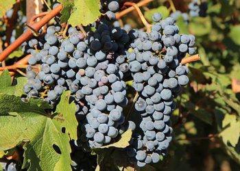 „ყურძენი სავსეა ვიტამინებით, აძლიერებს იმუნურ სისტემას…“ – რა სასარგებლო თვისებები აქვს ყურძენს ჩვენი ჯანმრთელობისთვის?