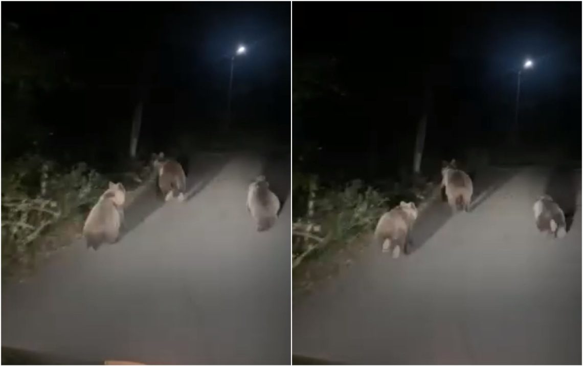 🎥 დათვების ოჯახი რაჭიდან – ნახეთ რა კადრები ვრცელდება სოციალურ ქსელში